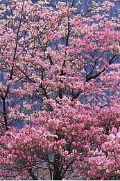 《全面战争：战锤3》震旦天朝：传说、国度与历史